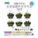 本物で作る小さな苔テラリウム カプセルトイ ver．2を癒やしレビュー【関東当日便】