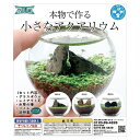 種類おまかせ 種から育てる小さなアクアリウム カプセルトイ 関東当日便｜初心者も癒やされる人気キット